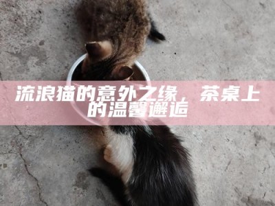 流浪猫的意外之缘，茶桌上的温馨邂逅