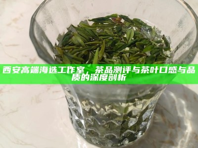 西安高端海选工作室，茶品测评与茶叶口感与品质的深度剖析