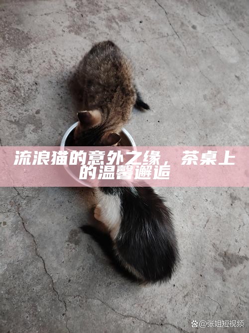 流浪猫的意外之缘，茶桌上的温馨邂逅